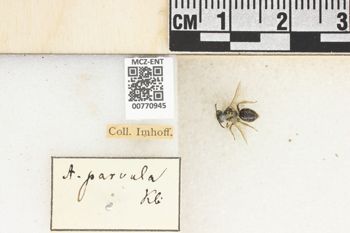 Media type: image;   Entomology 770945 Aspect: Labels
